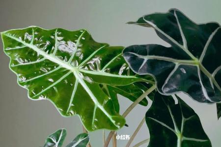 大仙女海芋长不高的原因