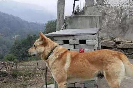 田园犬尾巴大的好吗