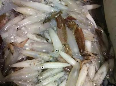 码头夜钓鱿鱼钓多深