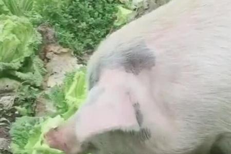 好白菜都被猪拱了拱什么意思