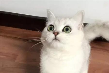 乳白英短猫和银渐层哪个好