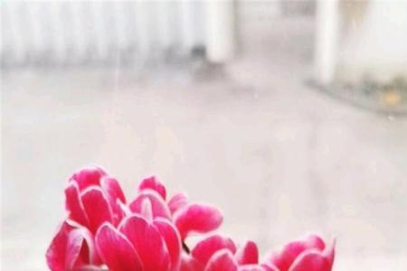 仙客来稀有花色