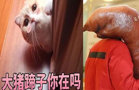 男人是大猪蹄子,女人是什么