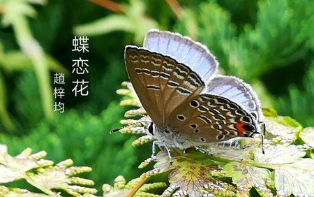 花开蝶自来歌曲原唱