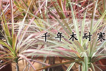 海神王耐寒多少度