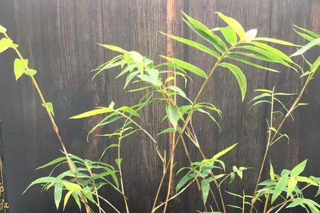 红寒竹北方室内能养吗