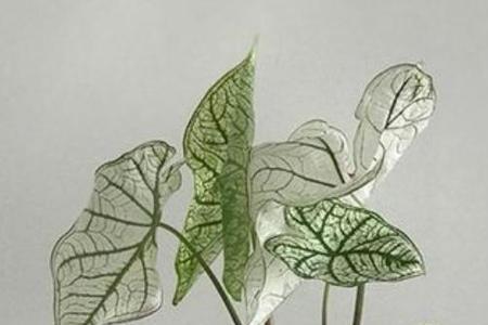 大仙女海芋冬天叶片全部干枯