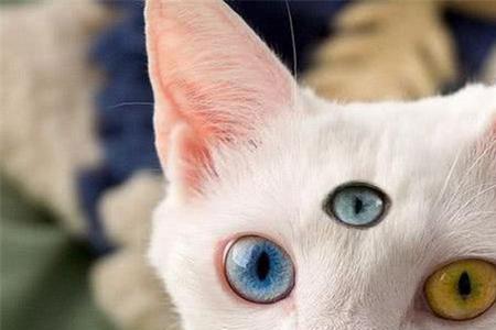 为什么猫咪一生下来就闭着眼睛