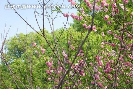 桃花树叶子有刺吗