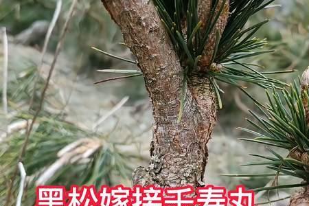 嫁接千寿丸盆景如何选盆
