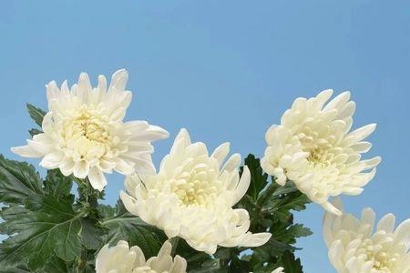 朋友圈发祭奠怎么回复