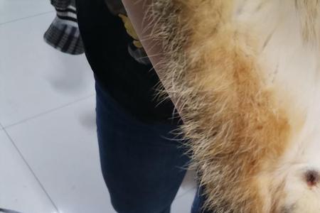 公猫和母猫脚有什么区别