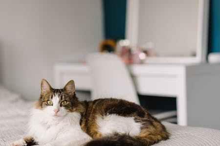 猫咪冬季会不会产仔