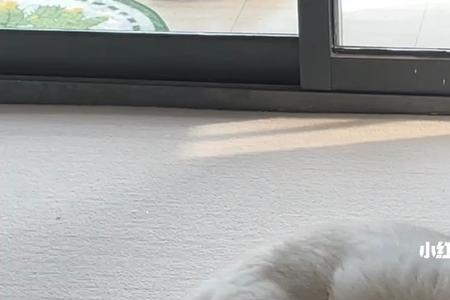 猫咪为什么喜欢歪头睡觉