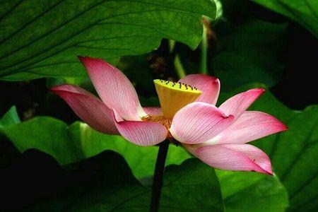 淡淡风痕处,心似莲花开是啥意思