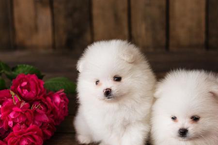 博美犬能放在室外养吗
