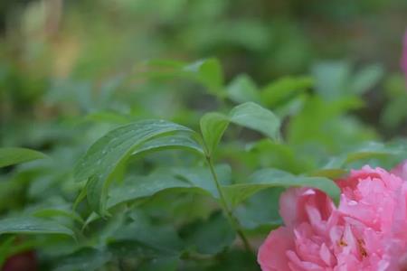 一见芳容什么意思
