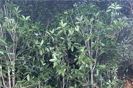 厂院里可以栽桂花吗