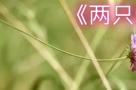 庞龙两只花蝴蝶歌词含义