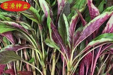 青柳叶苋菜什么时候种