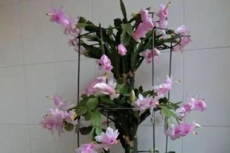 千手观音嫁接蟹爪兰效果图