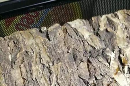 鹿角虫一般几月份出来