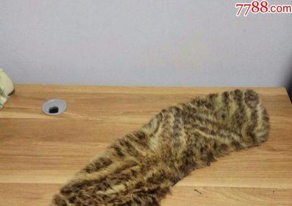 山狸子能养熟吗