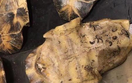 煮过的龟壳怎么才能长期保存