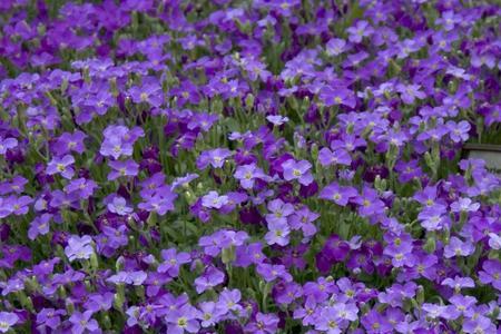 介绍植物的样子、特点和颜色