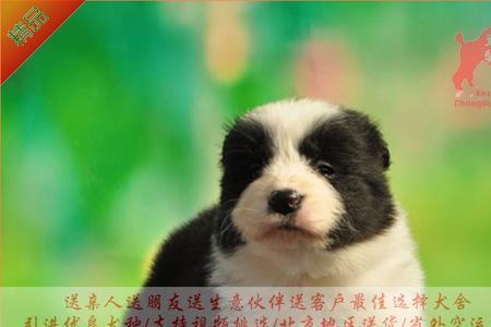 边牧幼犬怎么不跟我走