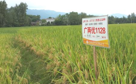臻两优8612和臻两优5438