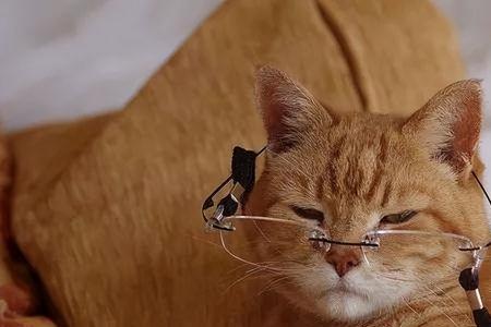 人为什么会特别喜欢第一只猫