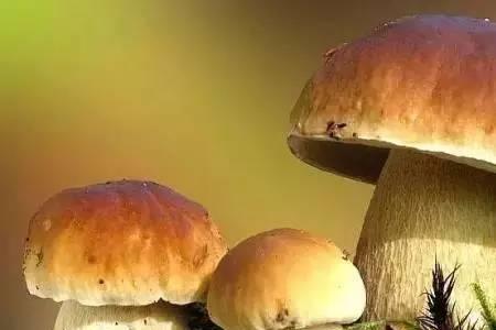 四川能吃的最小野山菌有哪些