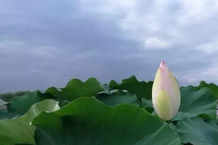 留住夏天原唱