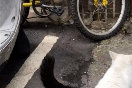 拖枪挂印猫是猫中极品吗