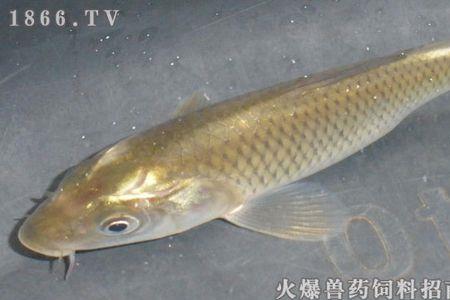 黄肉鲤鱼饲养要求