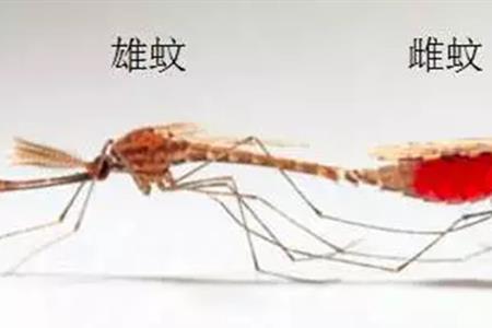 蚊子会吸猫的血吗