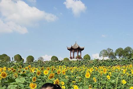 代表着希望、积极向上的事物