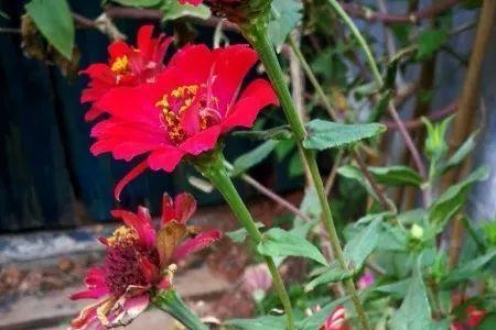 玉米顶花能喂鱼吧