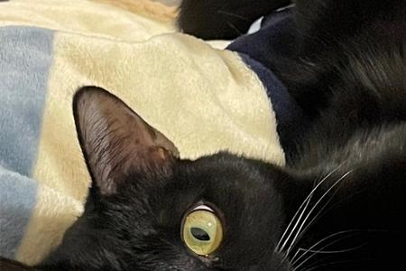 猫发出bar的声音