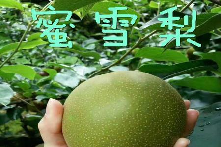 黄花梨和翠冠梨花期一样吗