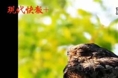 凌晨鸟叫什么预兆