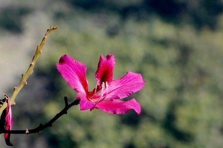 红花拍照穿什么颜色衣服