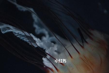 奈良功岗大身高