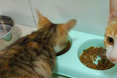 为什么小猫不跟喂食的人好