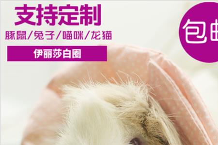 龙猫可以带项圈吗