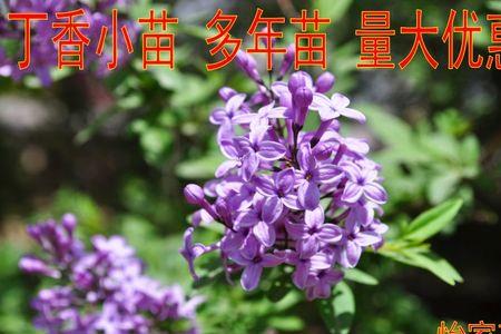 紫丁香的小芽是什么颜色