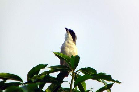 什么鸟在早上叫