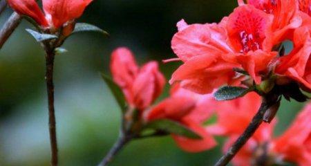 娟姬杜鹃花期