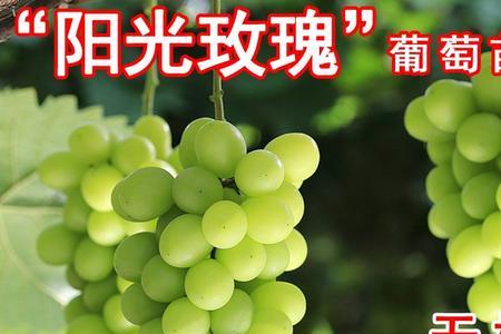 南方最好的葡萄新品种